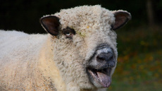 Shropshire-Schaf (6).jpg